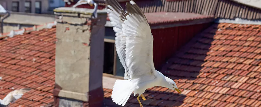 Residential Chimney Animal Removal Solution in Kerrville, TX