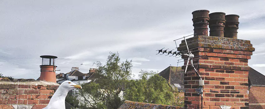 Chimney Cleaning And Restoration in Kerrville, Texas